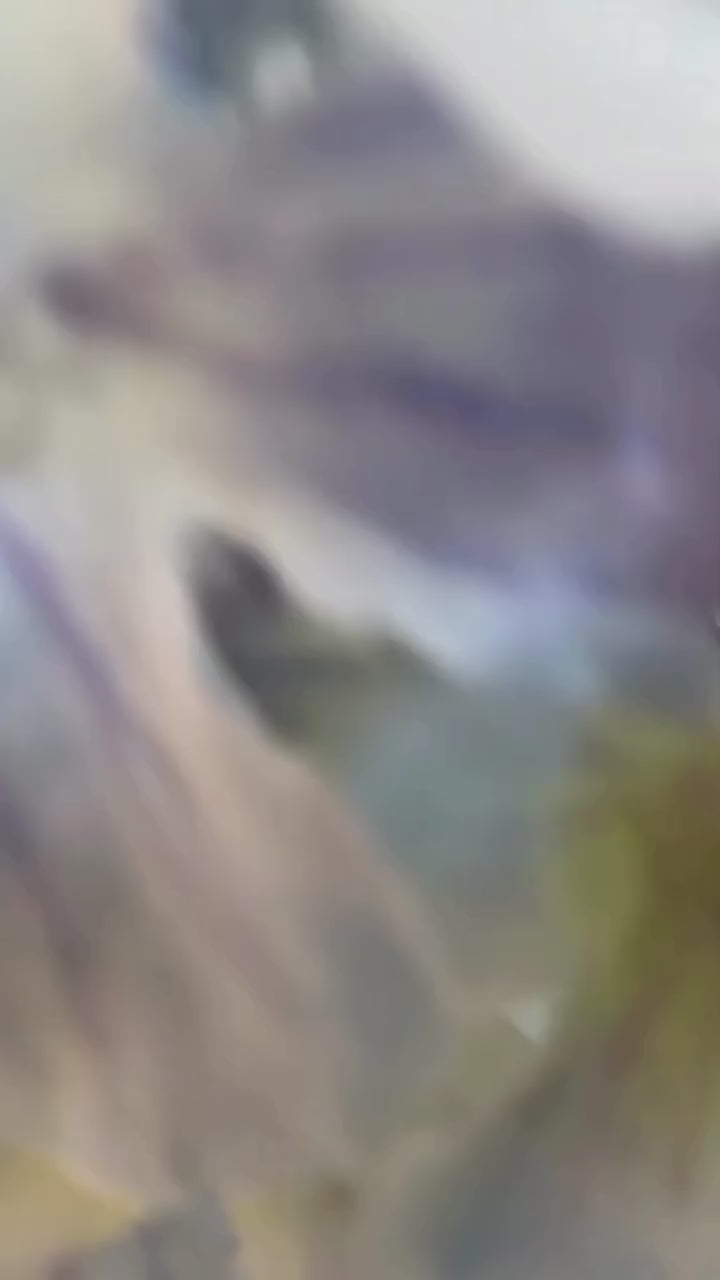 Doublebizz Shora Playsuit (Sample Sale)