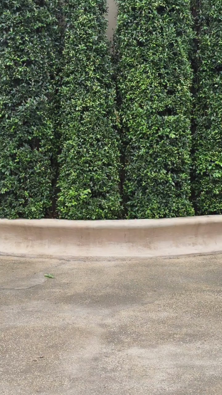 LANE Cì Swan Dress ( White )